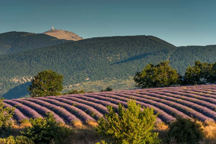 The perfect Lavenderfield