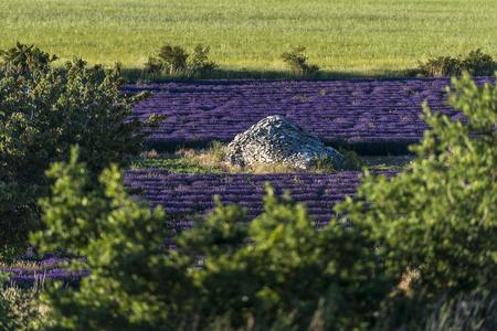 The perfect Lavenderfield