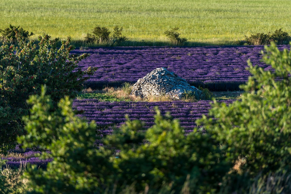 The perfect Lavenderfield, France