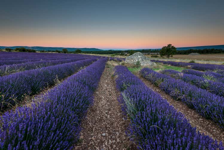 The perfect Lavenderfield