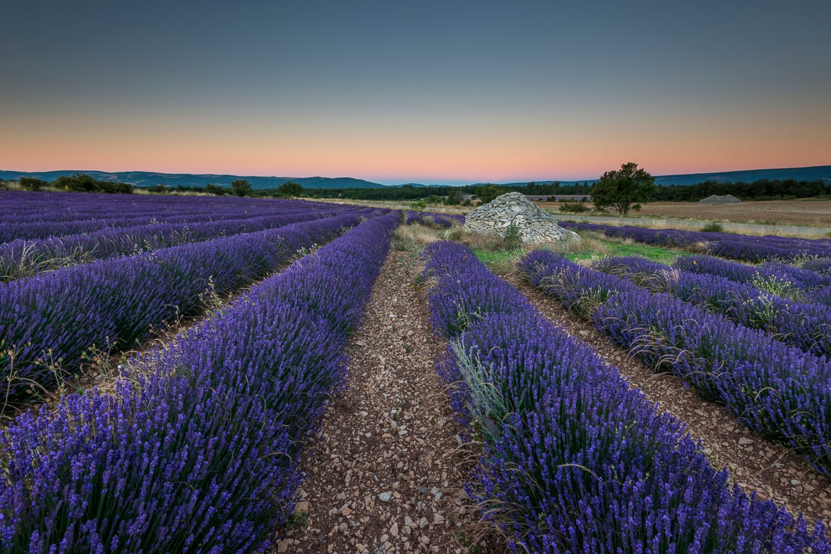 The perfect Lavenderfield, France