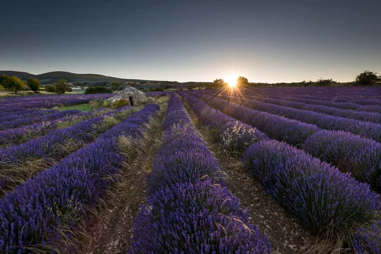 The perfect Lavenderfield