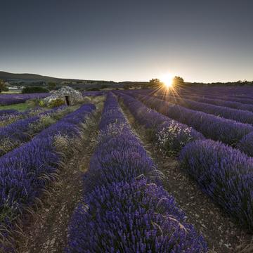The perfect Lavenderfield, France