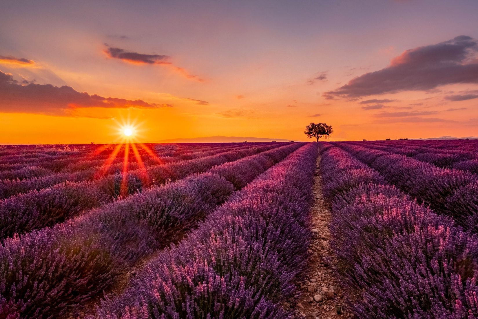 The tree at Valensole, France