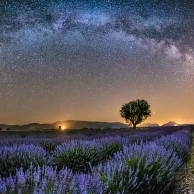 The tree at Valensole, France