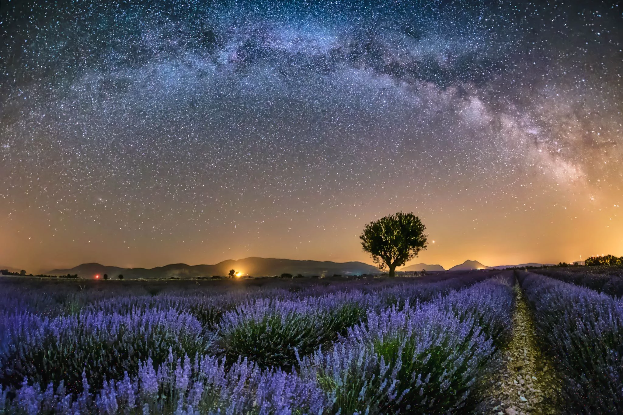 The tree at Valensole, France