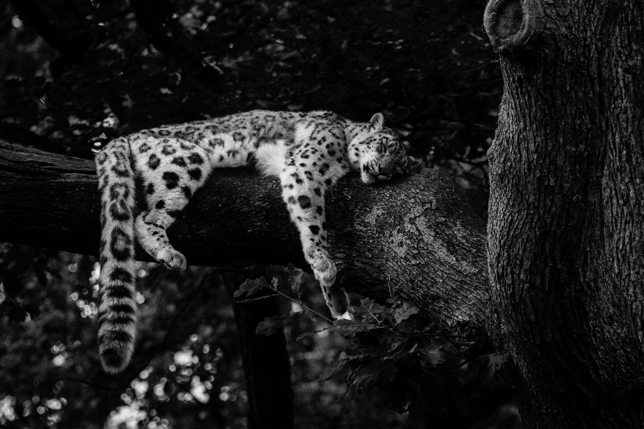 Thoiry - zooParcSafary, France