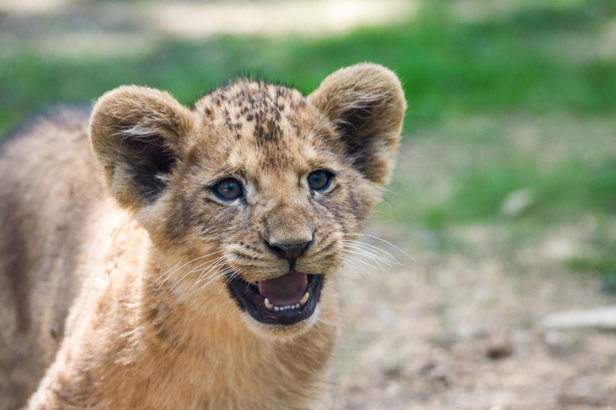 Thoiry - zooParcSafary, France