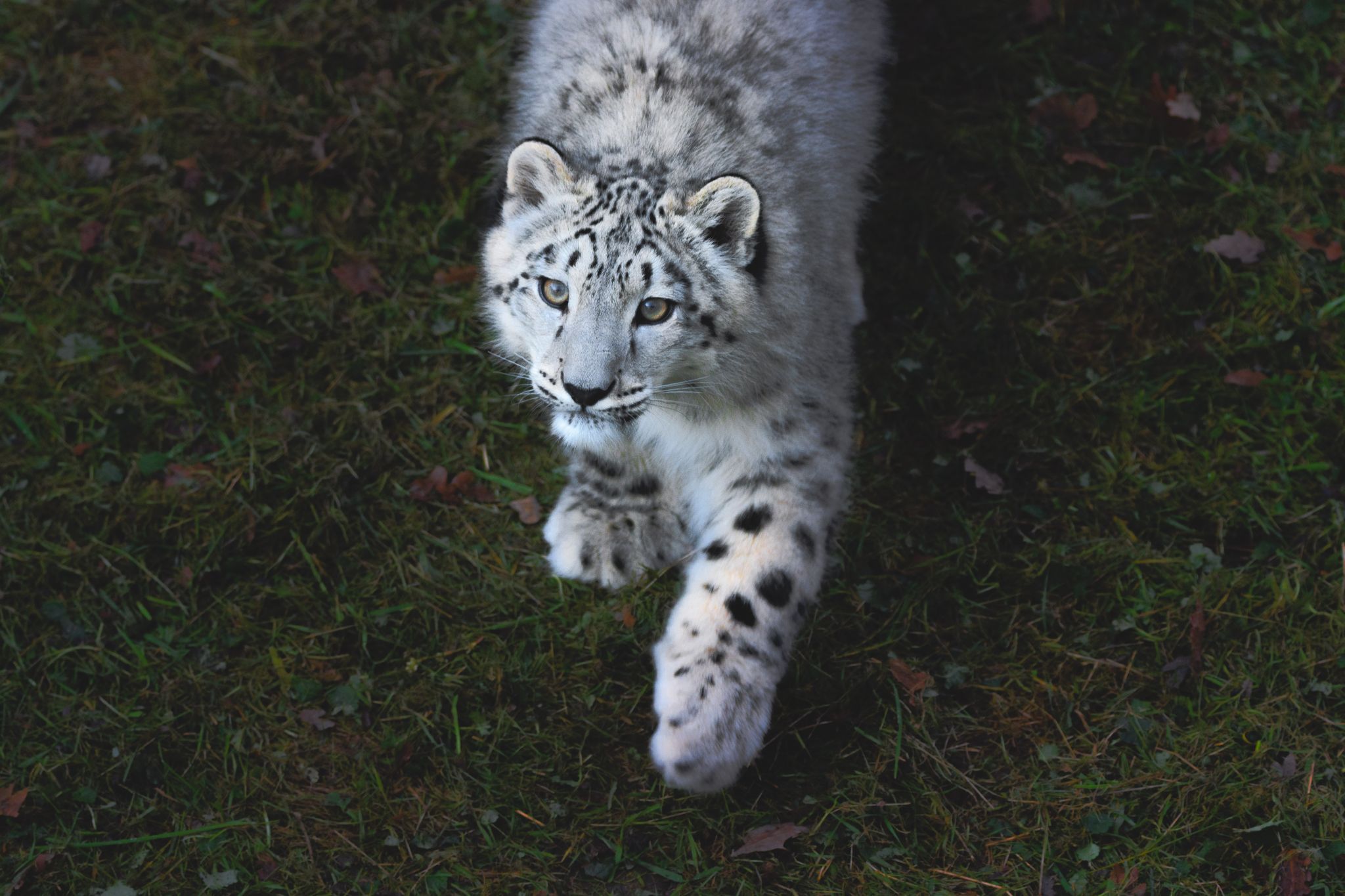Thoiry - zooParcSafary, France