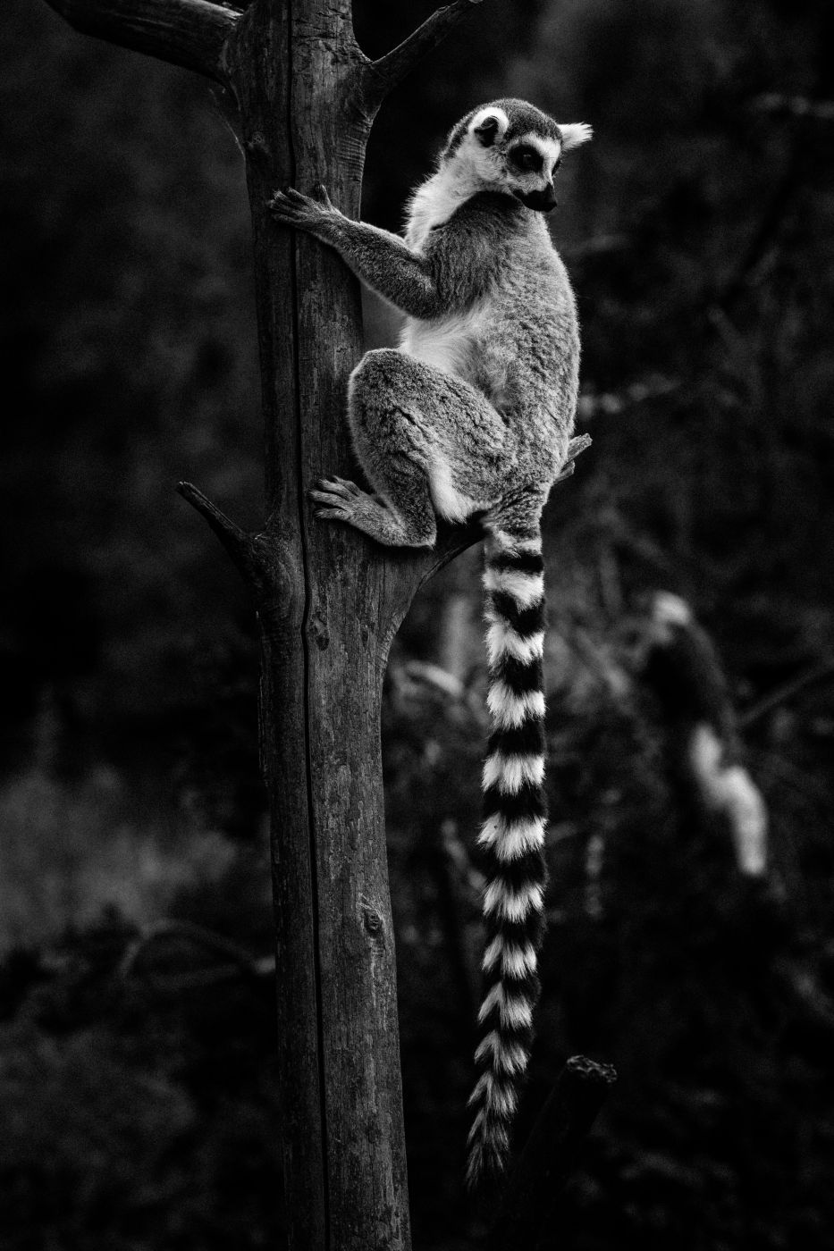 Thoiry - zooParcSafary, France