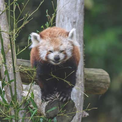 Thoiry - zooParcSafary, France