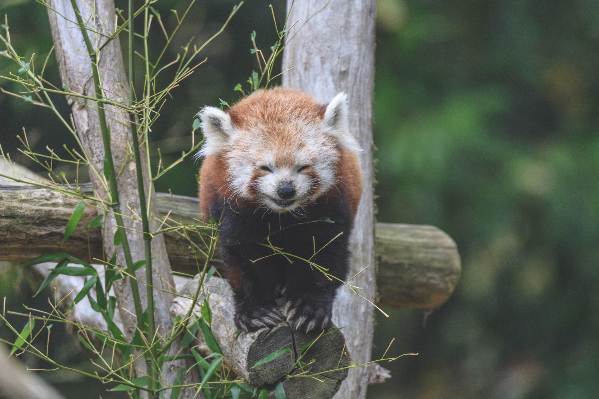 Thoiry - zooParcSafary, France