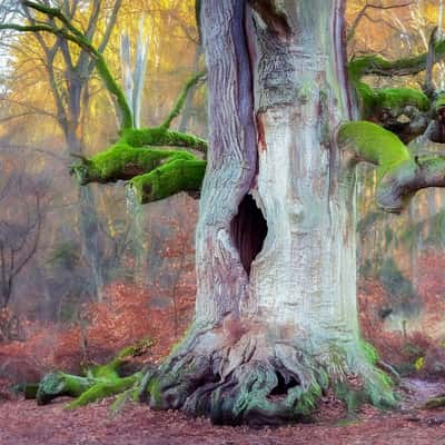 Urwald Sababurg, Germany