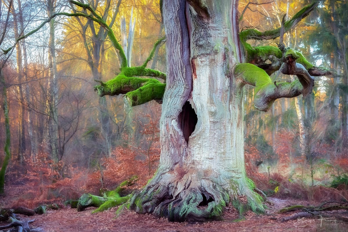 Urwald Sababurg, Germany