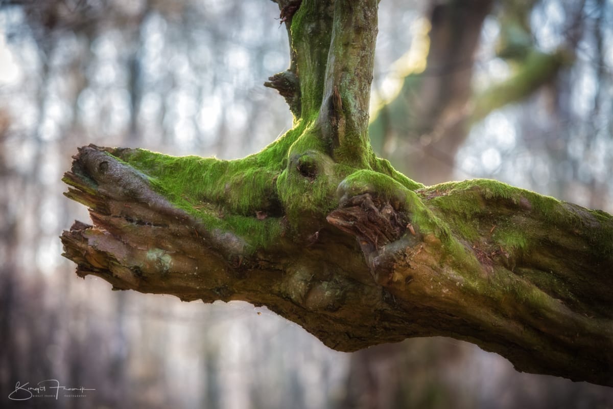 Urwald Sababurg, Germany