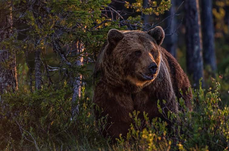 Wild Brown Bear Center Finland