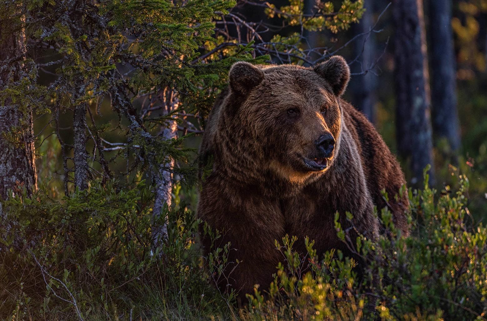 Wild Brown Bear Center Finland, Finland