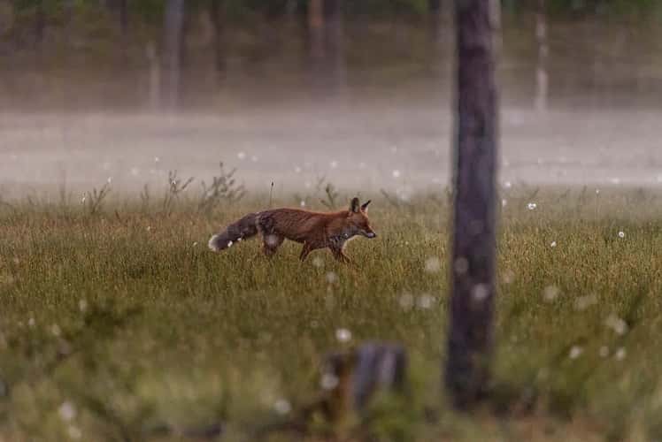 Wild Brown Bear Center Finland