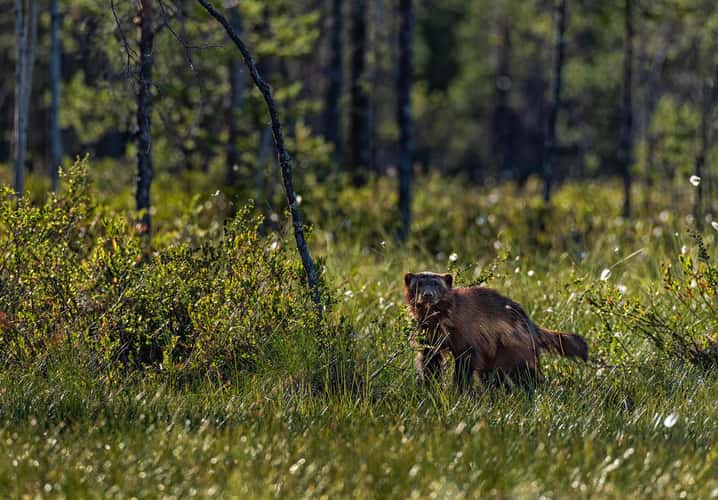 Wild Brown Bear Center Finland