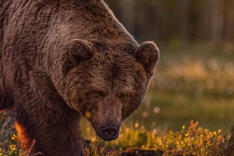 Wild Brown Bear Center Finland