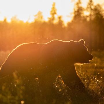 Wild Brown Bear Center Finland, Finland