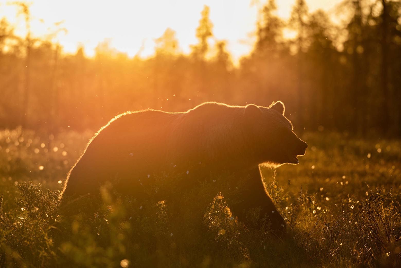 Wild Brown Bear Center Finland, Finland