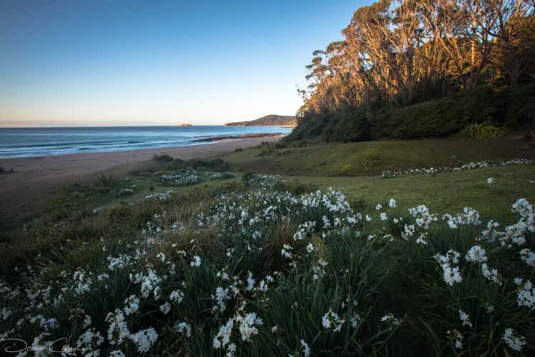 Wild flowers Pebbly Beach NSW