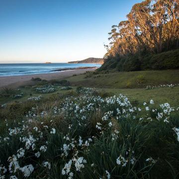 Wild flowers Pebbly Beach NSW, Australia