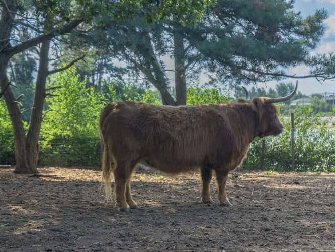 beeksebergen