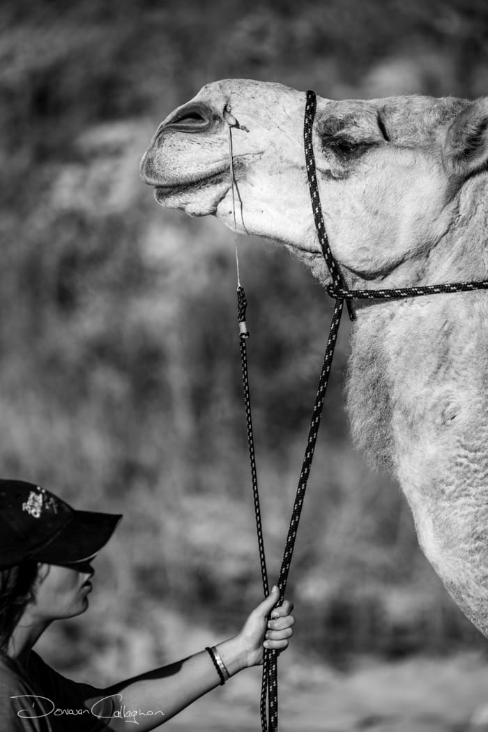 Camel Black & White Cable Beach Broome, Australia