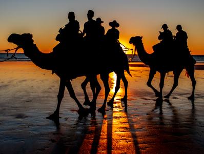 Camels at Sunset Cable Beach Broome WA