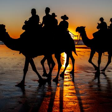 Camels at Sunset Cable Beach Broome WA, Australia