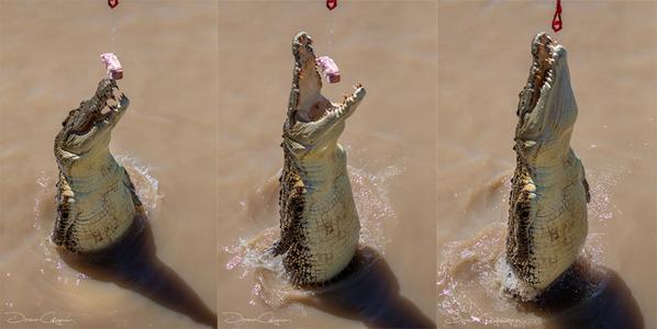 Crocodiles Jumping Wak Wak Northern Territory