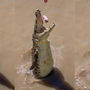 Crocodiles Jumping Wak Wak Northern Territory, Australia
