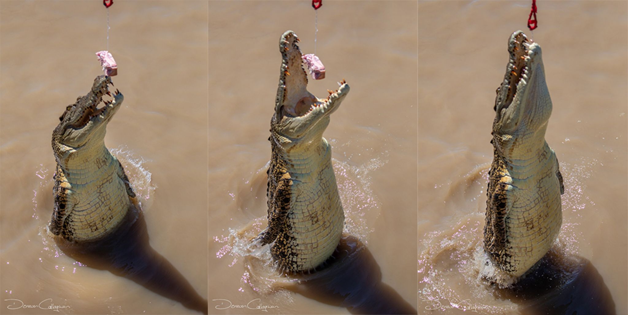 Crocodiles Jumping Wak Wak Northern Territory, Australia