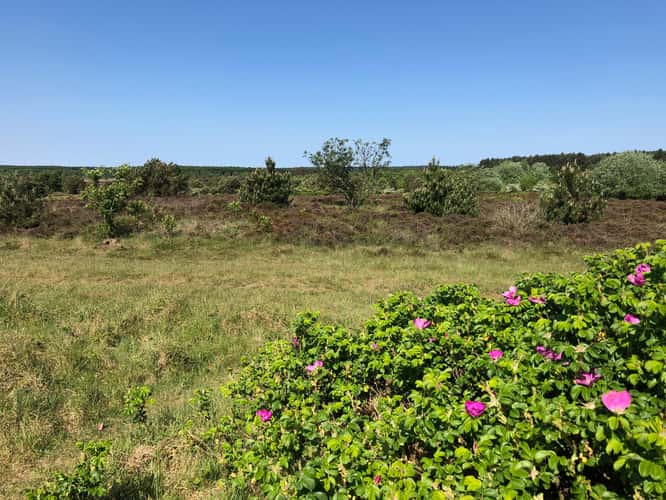 Cuxhavener Küstenheide