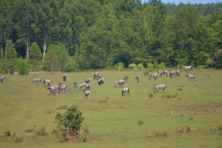 Cuxhavener Küstenheide