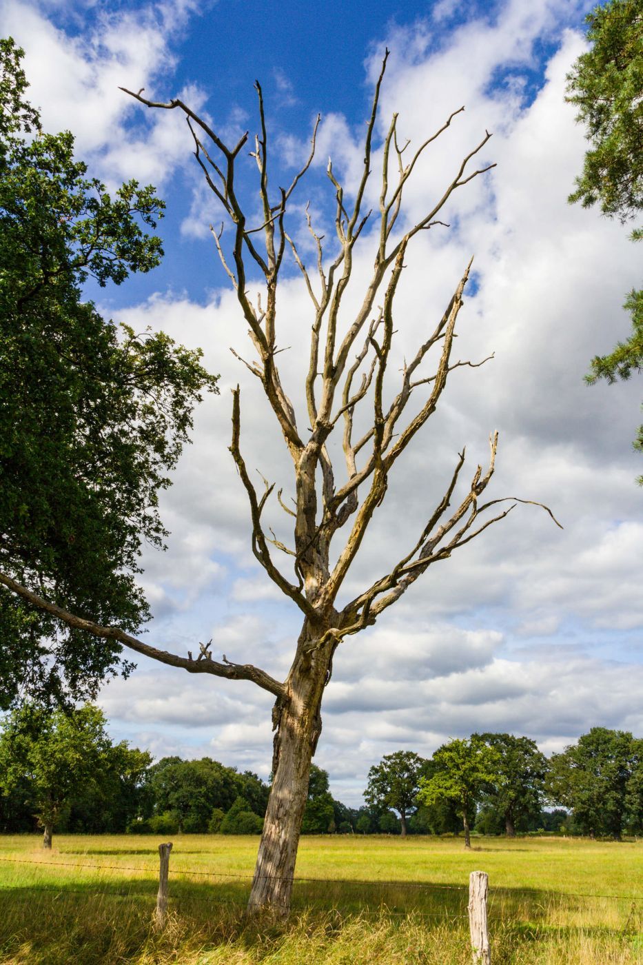 Dead tree near Taaken, Germany