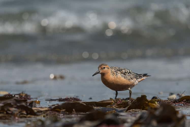 Helgoland Düne