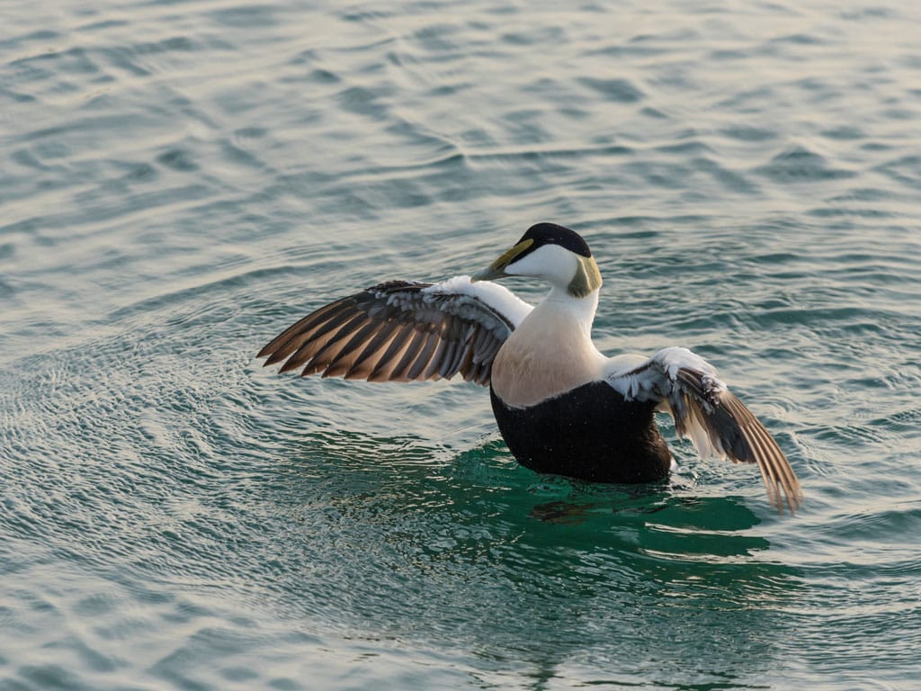 Helgoland Düne, Germany