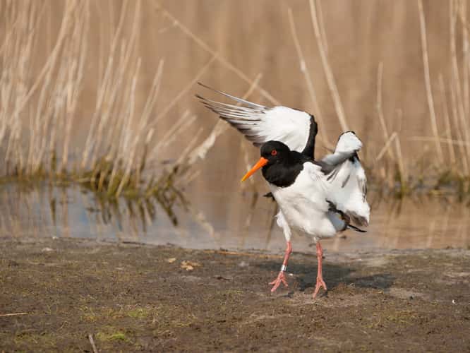 Helgoland Düne Teich