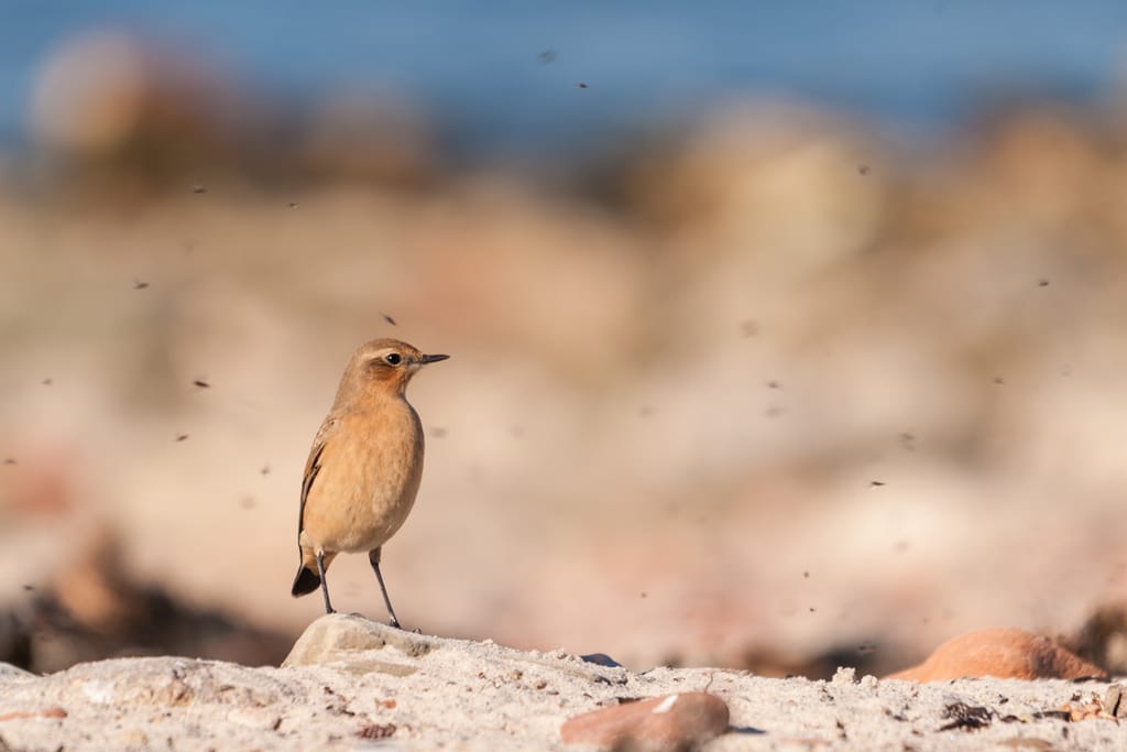 Helgoland Nordstrand, Germany