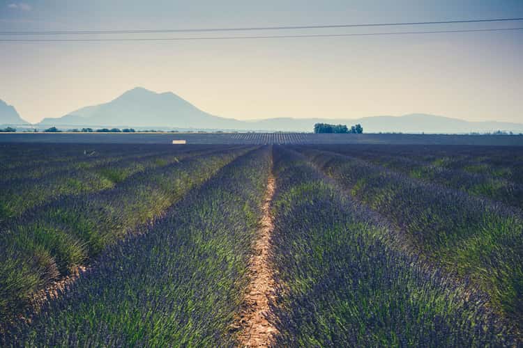 Lavender field in Valensole