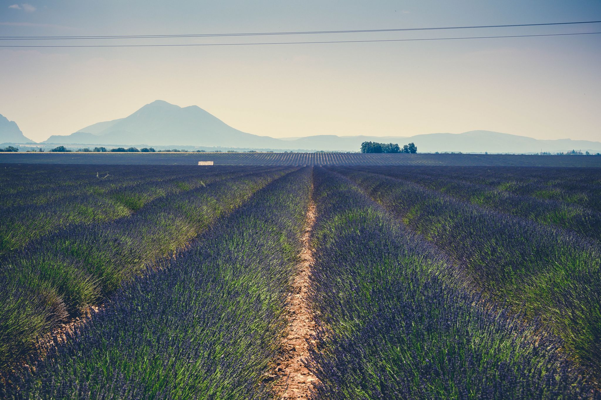 Lavender field in Valensole, France