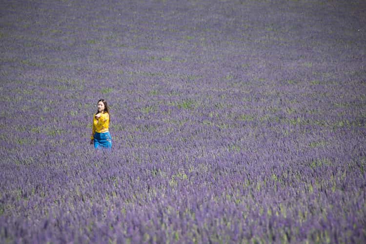 Lavender field in Valensole