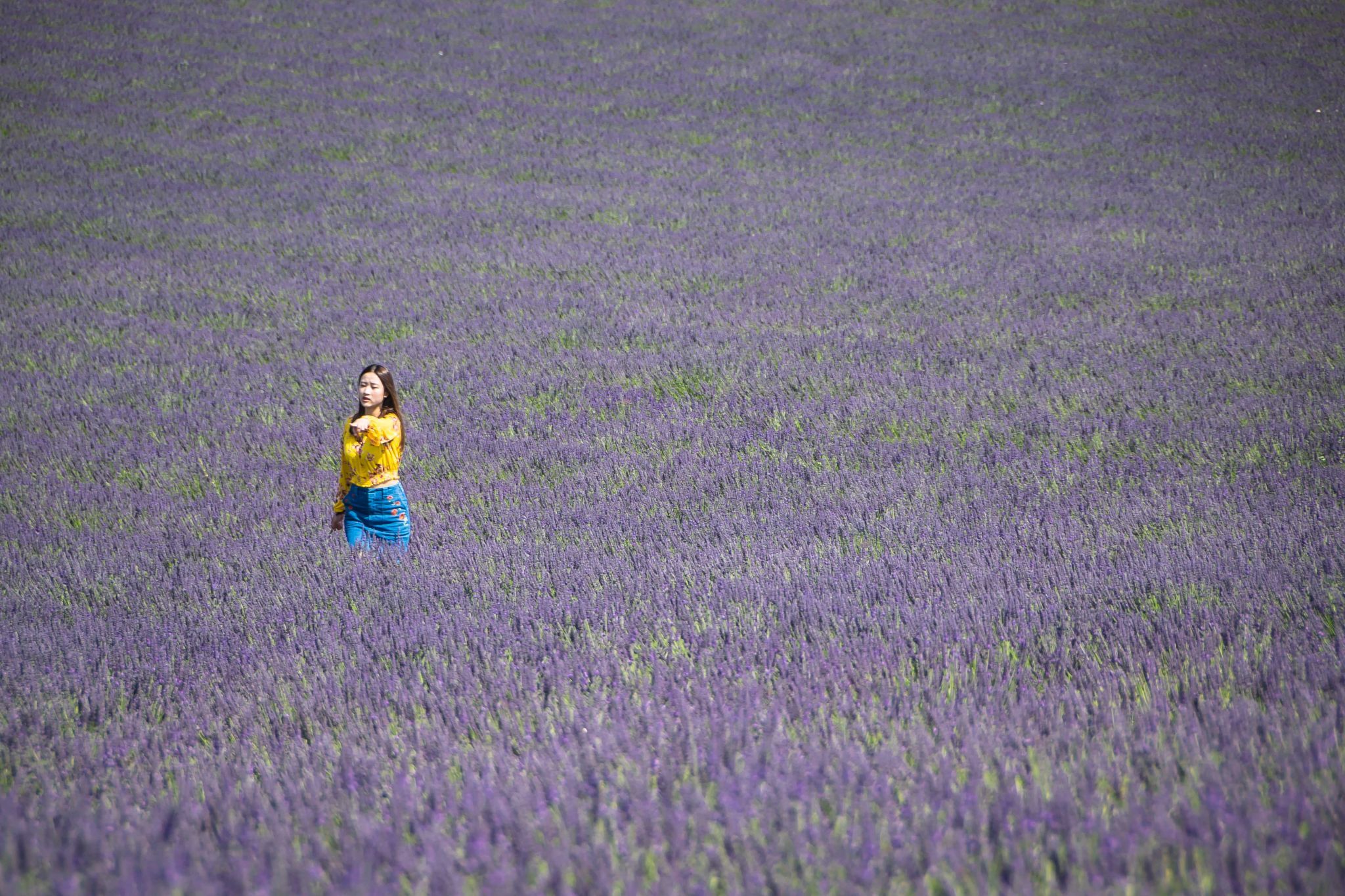 Lavender field in Valensole, France