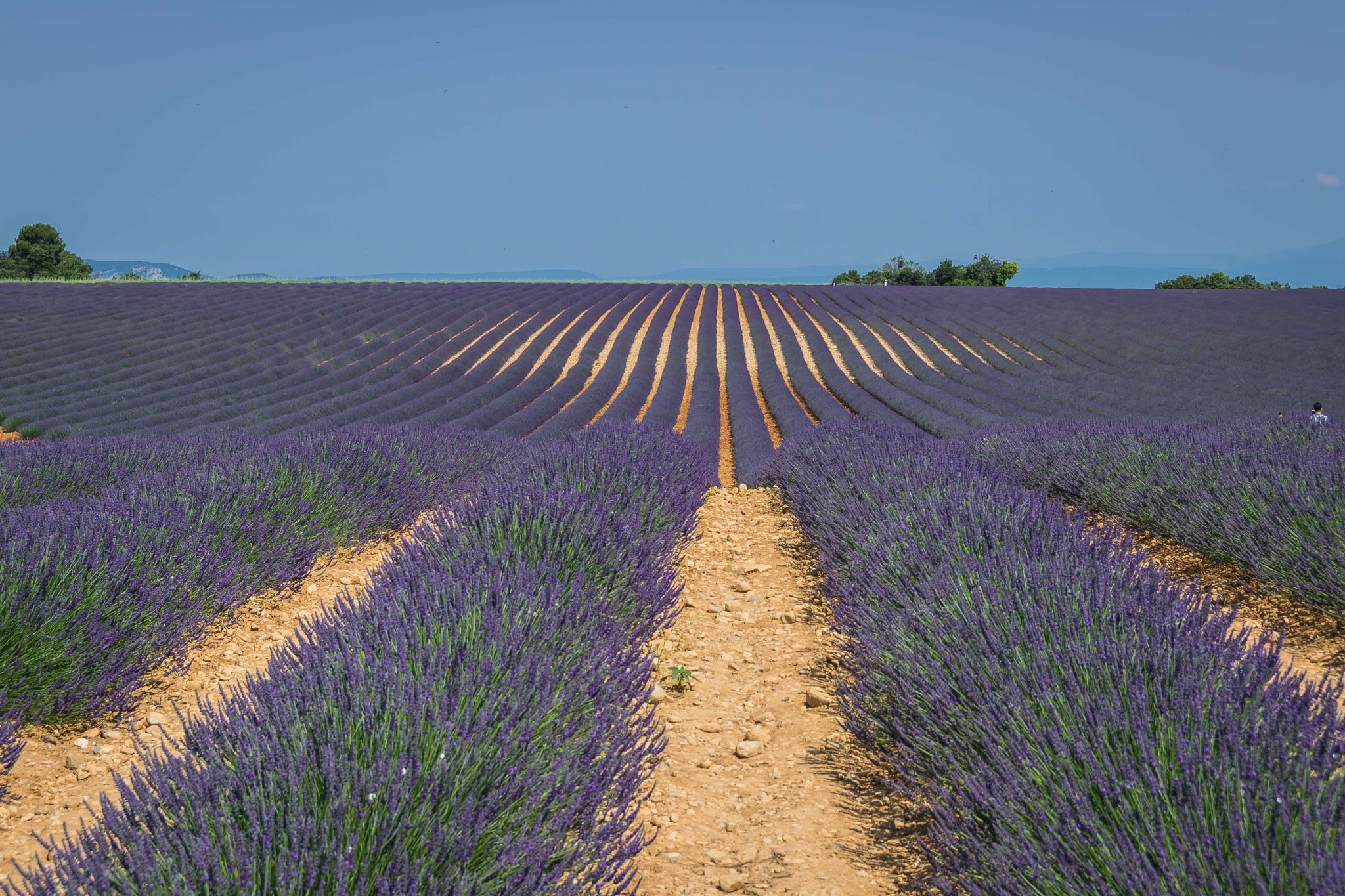 Lavender field in Valensole, France
