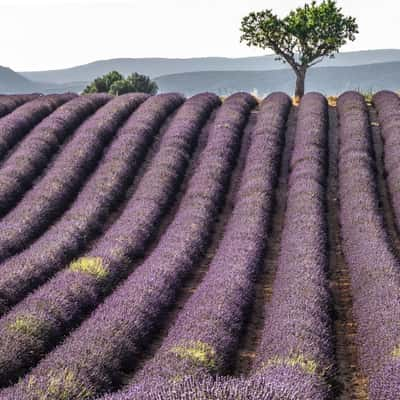 Lavender fields, France