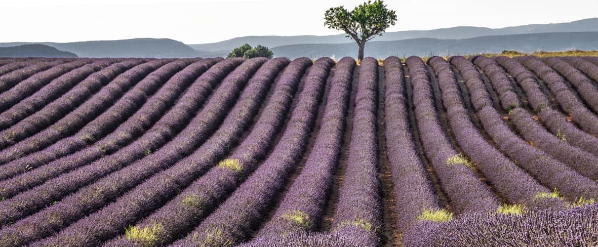 Lavender field in Valensole