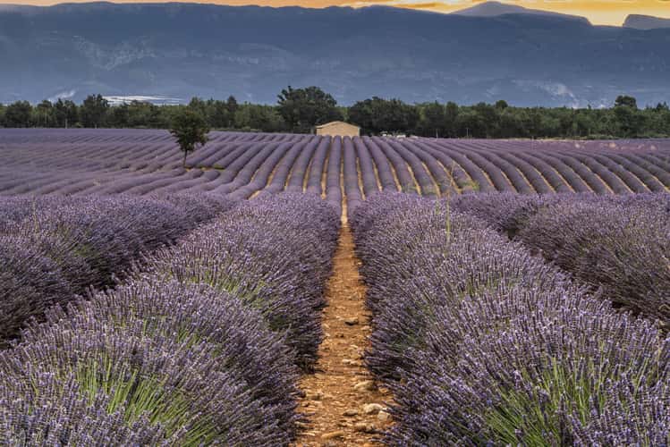 Lavender fields on road to Riez